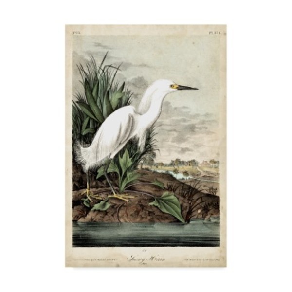 Trademark Fine Art John James Audubon 'Snowy Heron White' Canvas Art, 22x32 WAG04046-C2232GG
